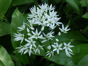 Allium ursinum